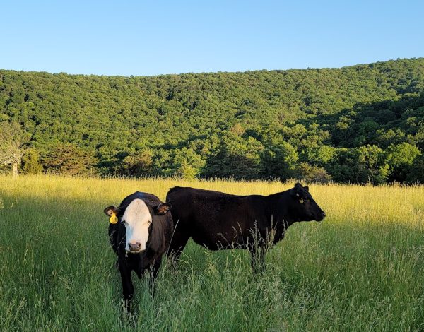 Basin Ridge Farm Basin Ridge Farm