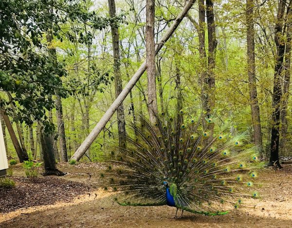 Reception Venues Listing Category Hidden View Farm: Private Manor House and Gardens Hidden View Farm: Private Manor House and Gardens