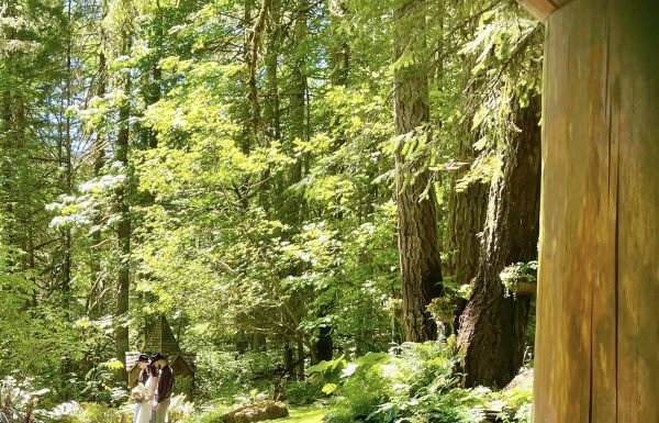 Magical Woodland Venue Gallery 4