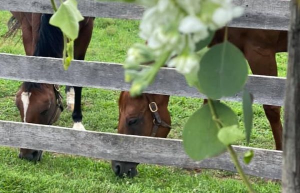 The Barns at Maple Valley Farm LLC Gallery 8